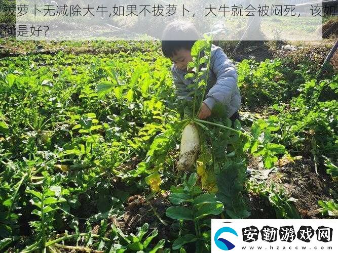 拔蘿卜無減除大牛
