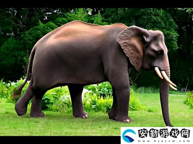 全面解析“大象視頻免費觀看電視劇大全”
