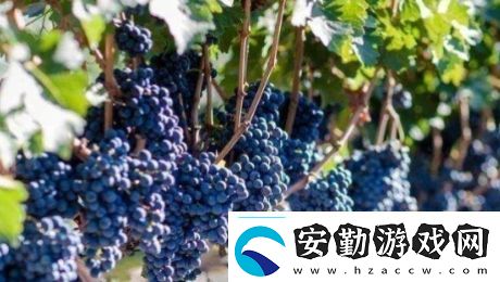 送去新疆數(shù)葡萄干是什么梗絡用語送去新疆數(shù)葡萄干梗意思及出處分享
