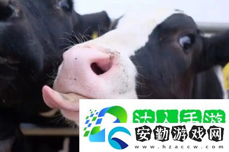 牛校出牛子是什么梗網(wǎng)絡(luò)用語