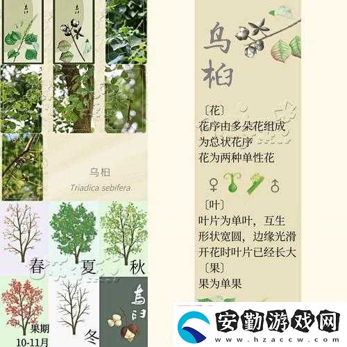 老農(nóng)種樹如何巧妙贈(zèng)送樹種子給鄰居