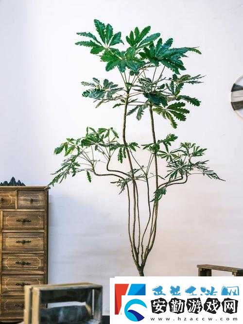 原神孔雀木獲取攻略揭秘！輕松拿到這朵絢麗精靈花