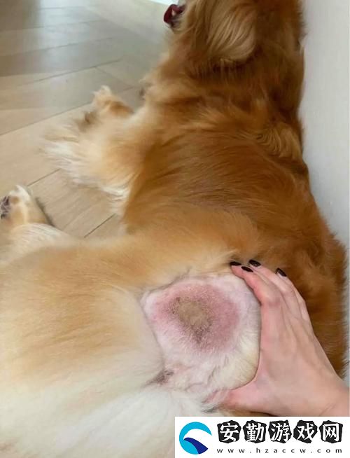 美國人與動物膠配方大全圖片