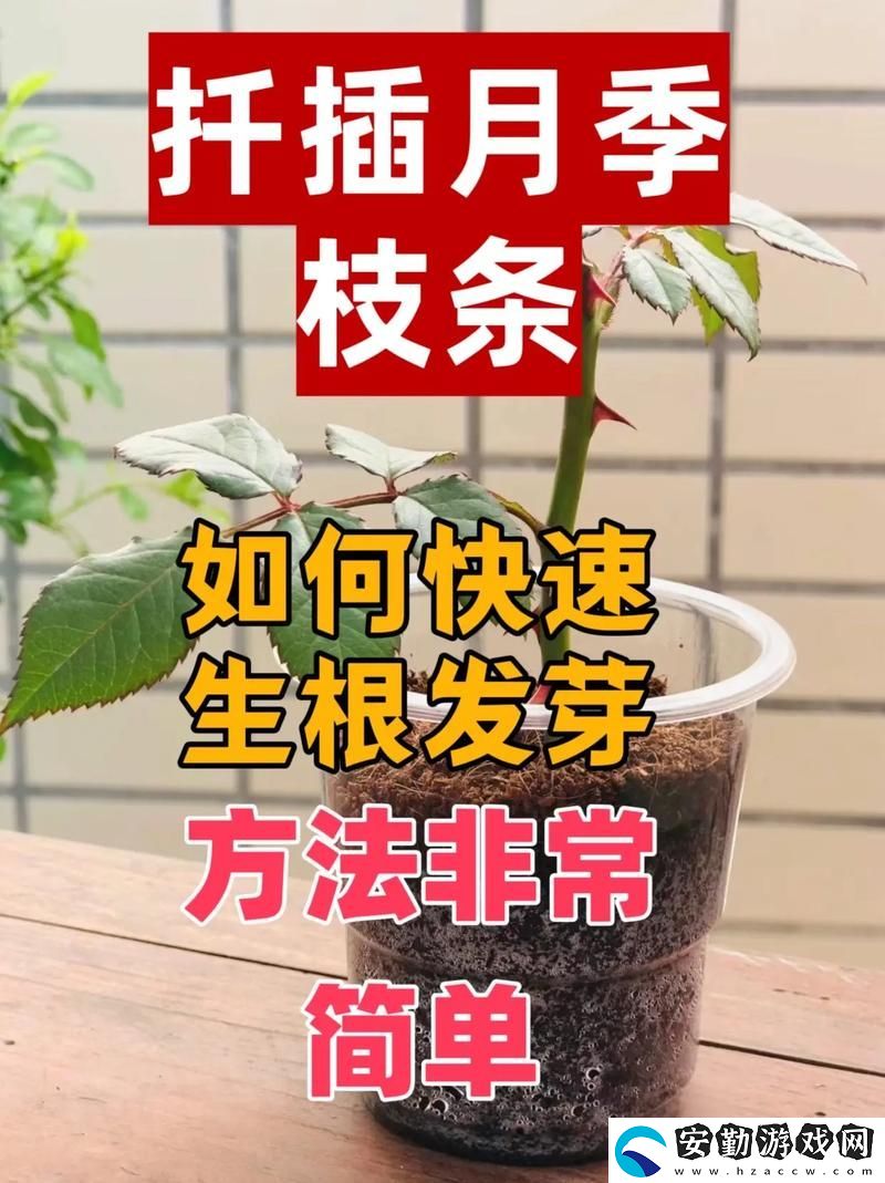 如何在床上進(jìn)行植物扦插
