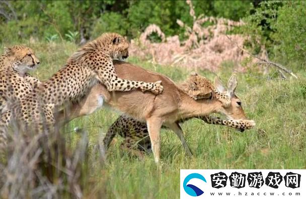 探索“大肉大捧一進(jìn)一出視頻”的魅力與影響