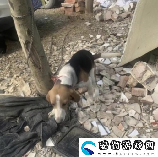 老公不在家狗狗的東西能要嗎