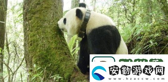 微博大熊貓會冬眠嗎
