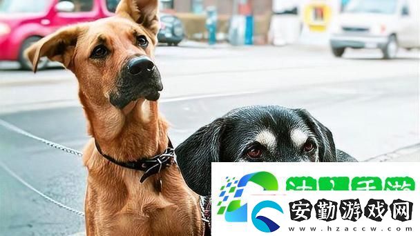人狗大戰(zhàn)2高清正版免費揭秘